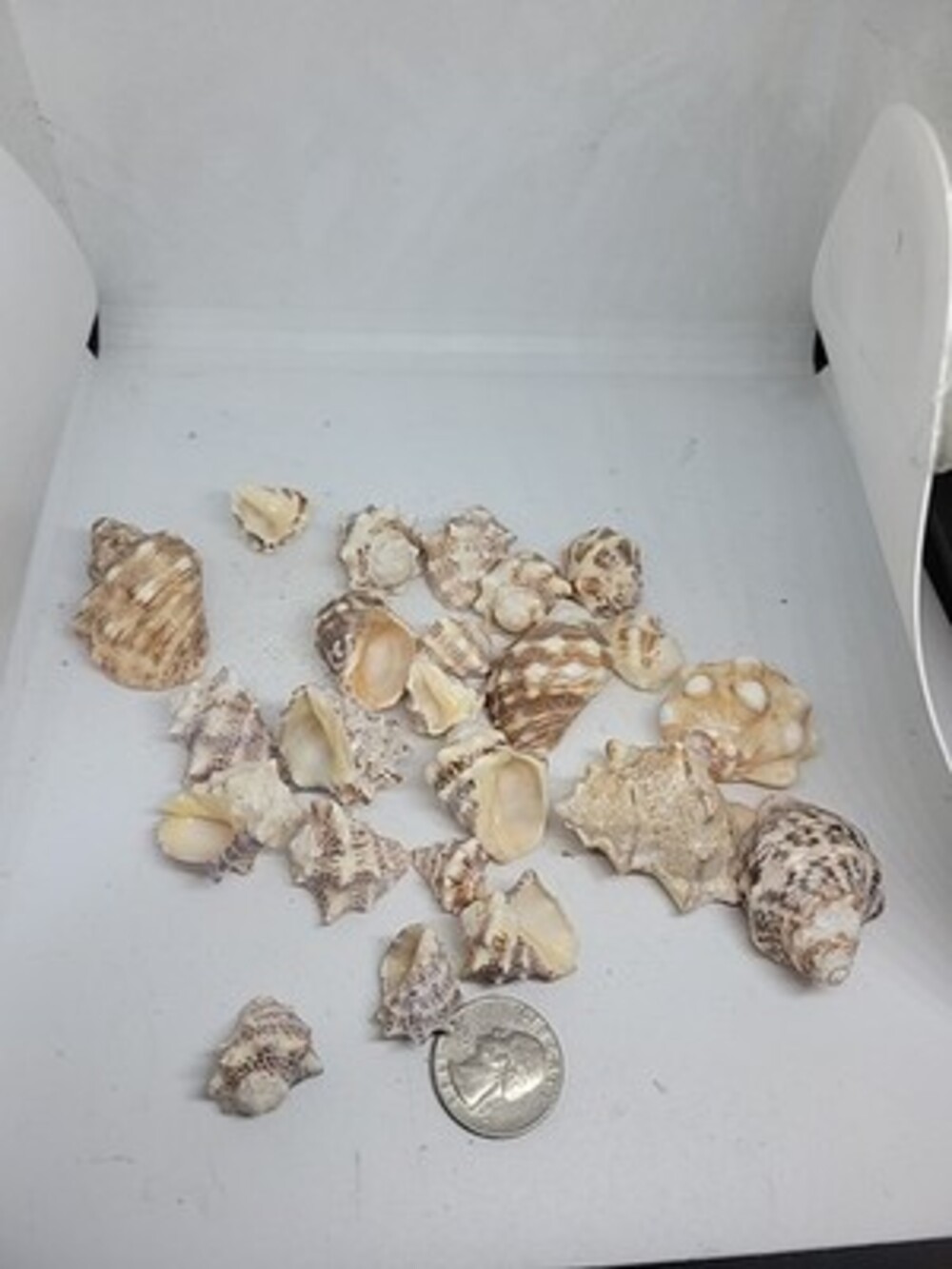 Murex Sea Shell Collection 23 Shells From Old Collection